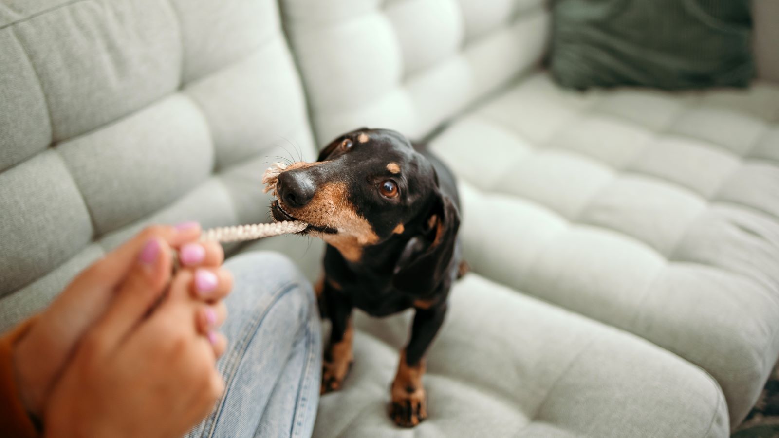 dog playing on couch 