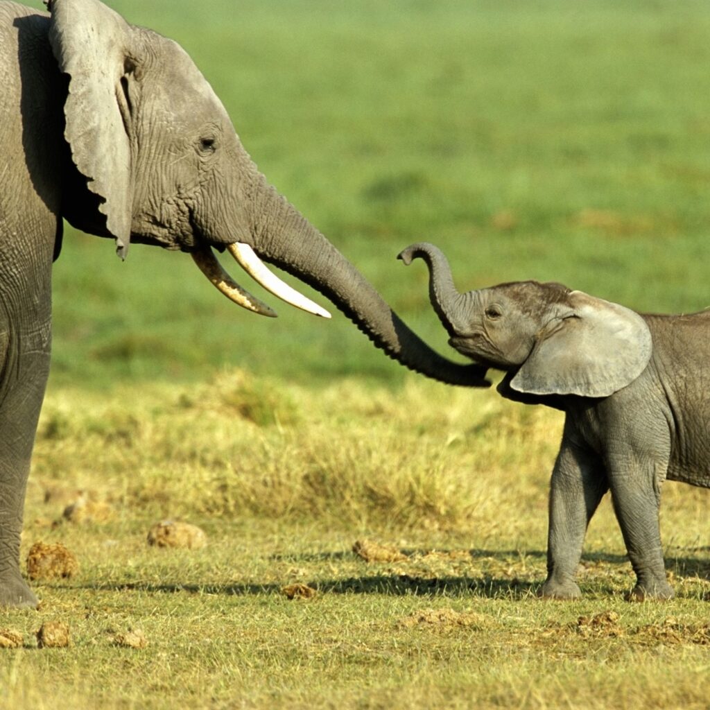 Rush Australia locations: Amboseli National Park