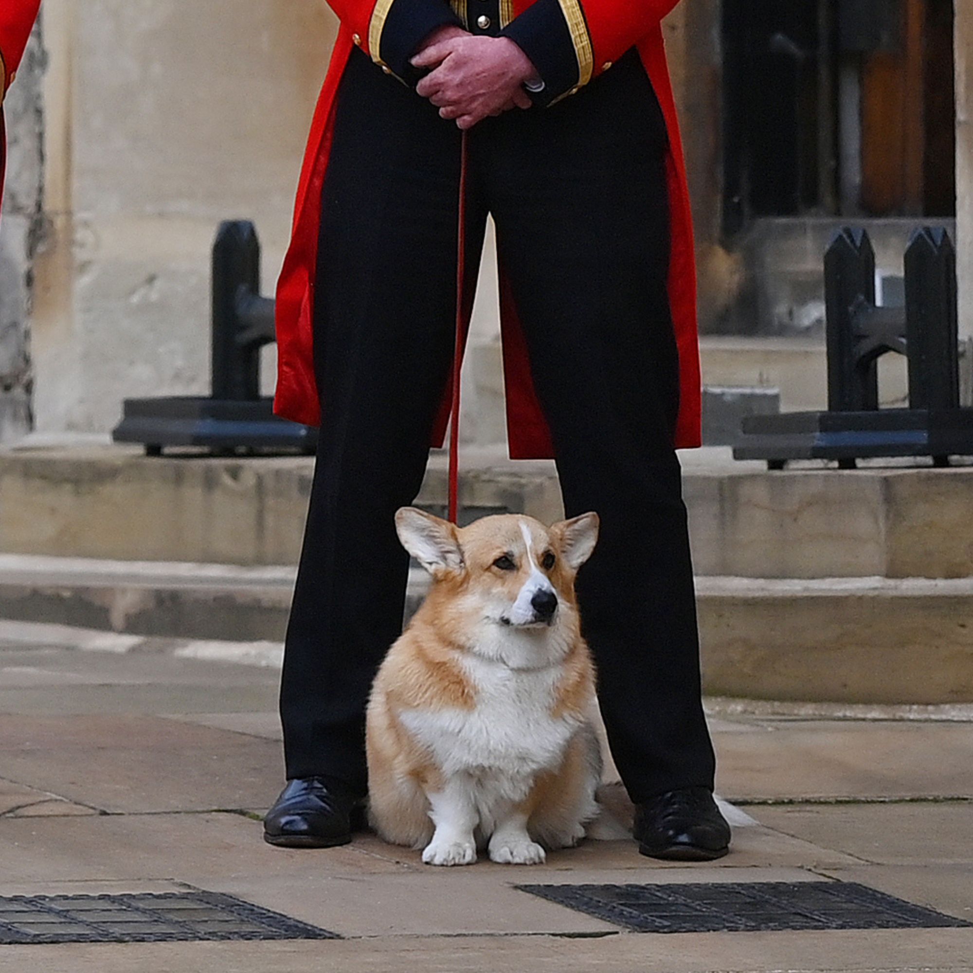 Corgis attend Queen Elizabeth II's Funeral